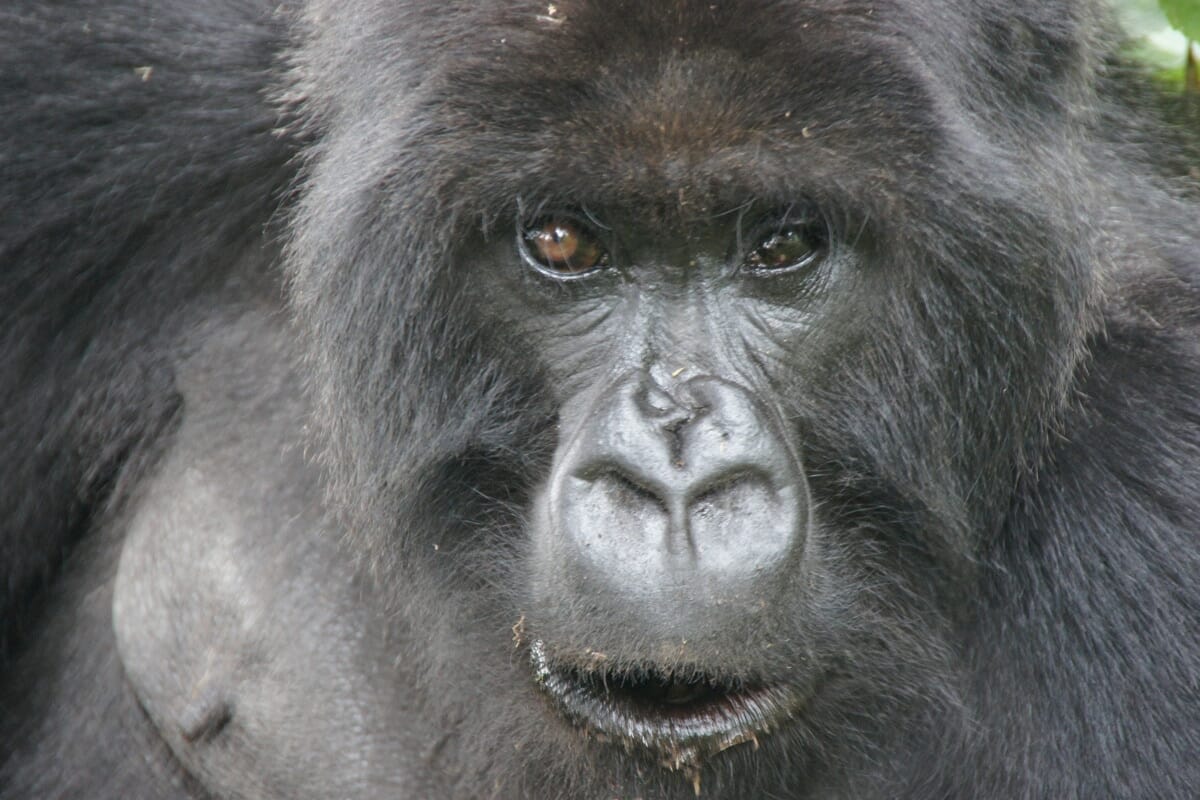 Uganda und Ruanda: Rundreise Gruppentour 21 Tage