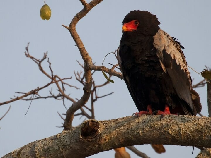 Tansania: Privatsafari im Mikumi Nationalpark 4 Tage