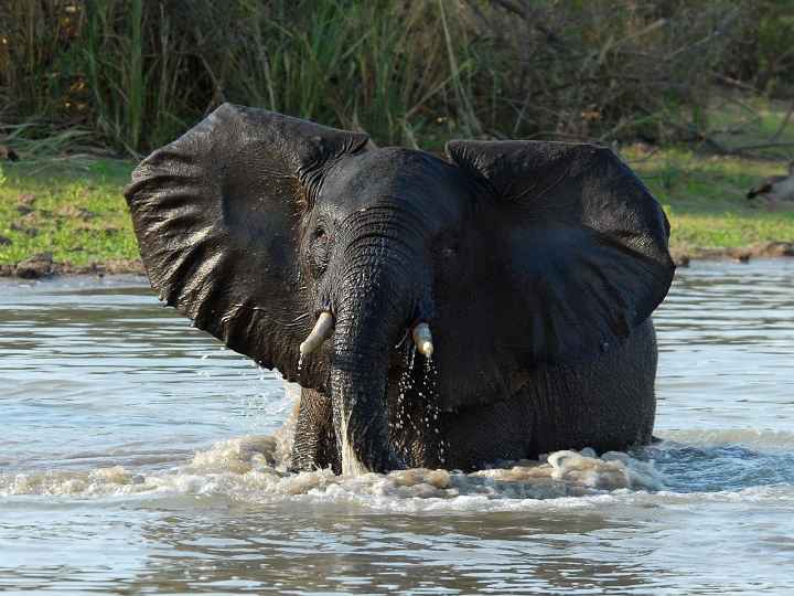 Tansania Safari südliche Parks 8 Tage › Klüger Reisen