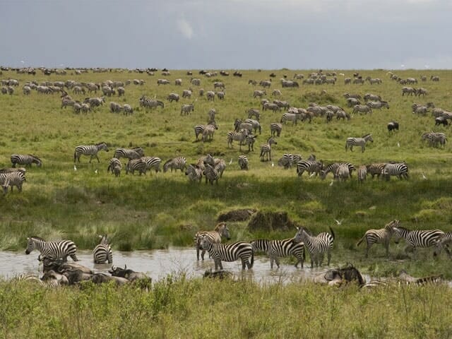 tansania serengeti safari mit Klüger Reisen