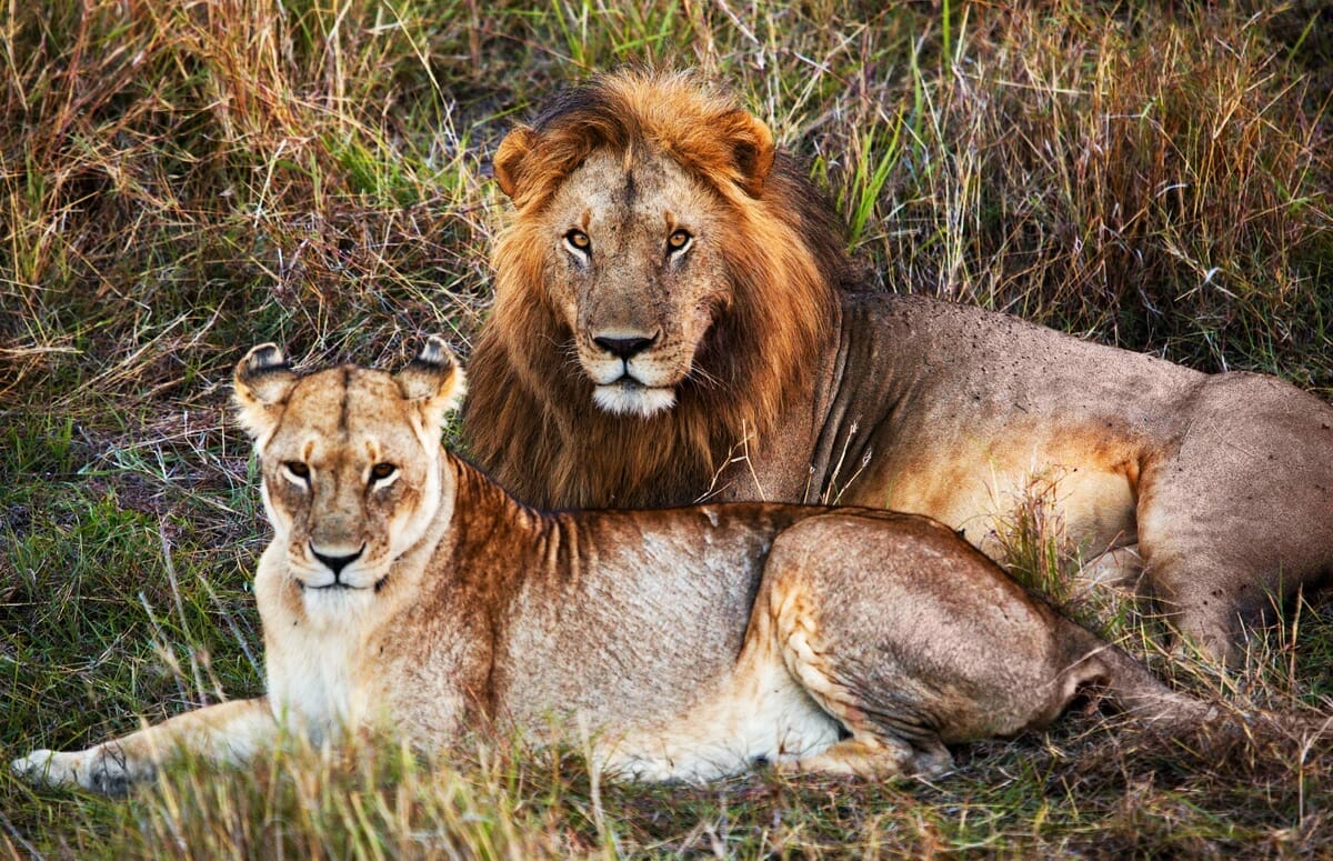 Löwen Safari mit Klüger Reisen