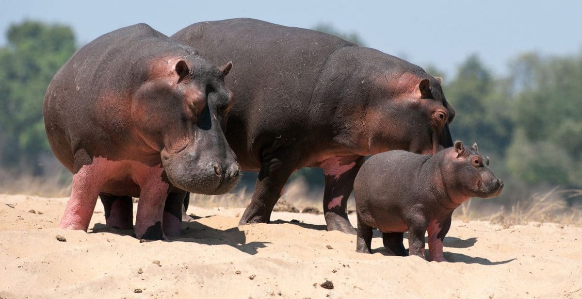 Tansania: Privatsafari “Ziwa” 6 Tage / 5 Nächte