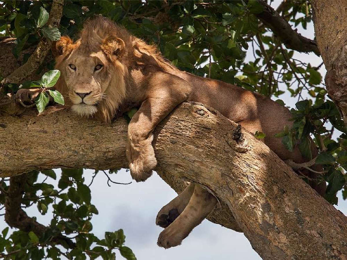 Uganda: Gruppenreise 14 Tage