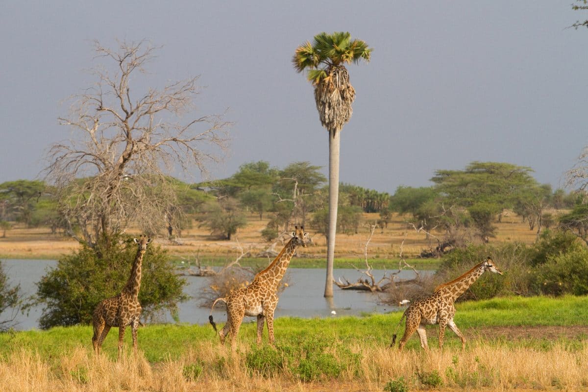 Tansania: Privatsafari Selous Game Reserve 4 Tage