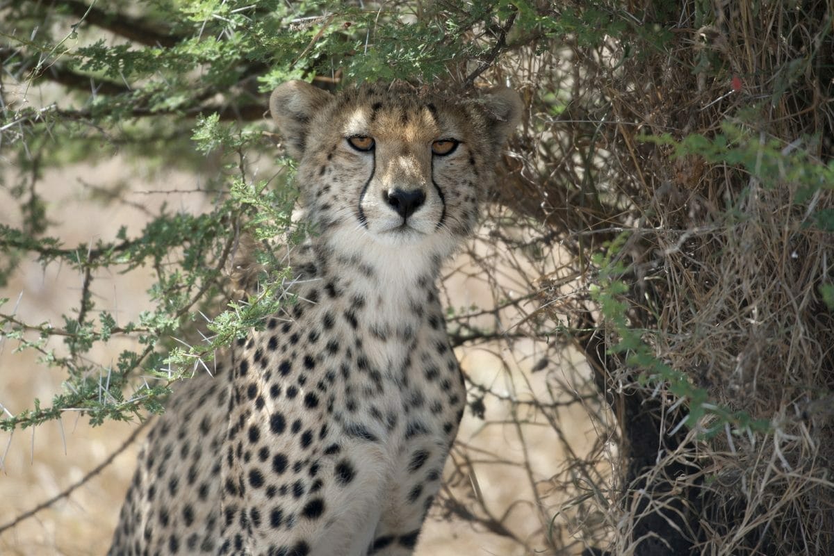 Tansania: 5 Tage – Campingsafari