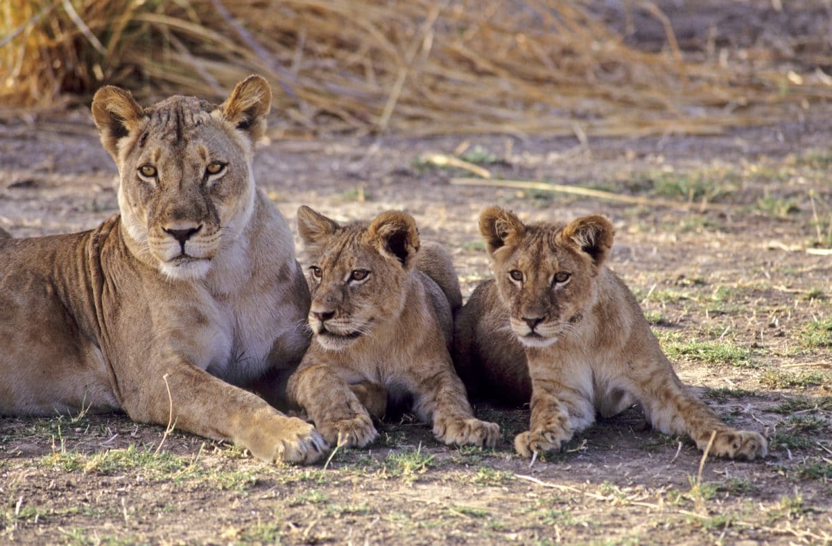 Ruaha Fly Inn ab Dar Es Salaam oder Zanzibar / 3 Tage