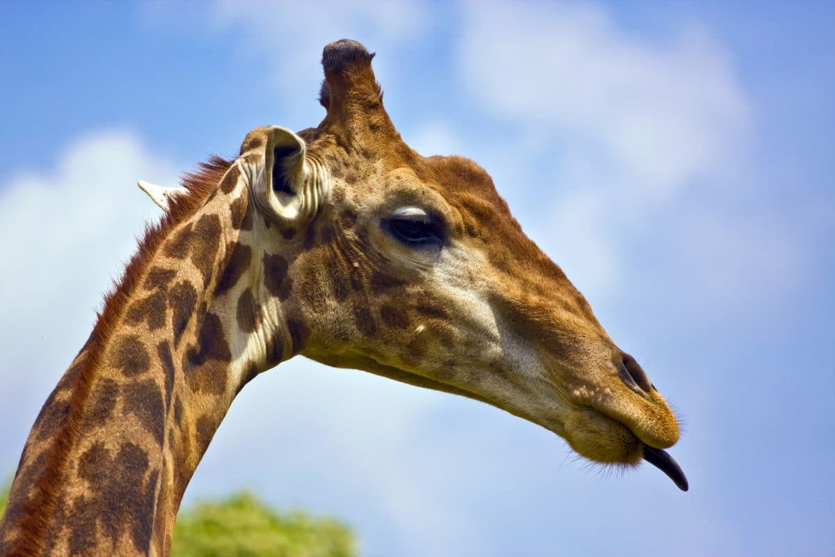 Tansania: Privatsafari Ruaha und Mikumi Nationalpark 6 Tage