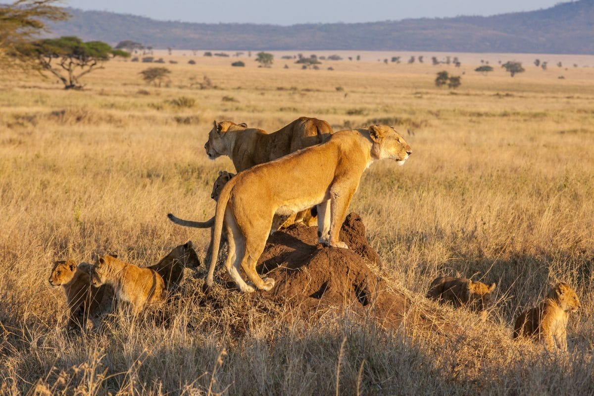 tansania_serengeti_safari_klueger_reisen