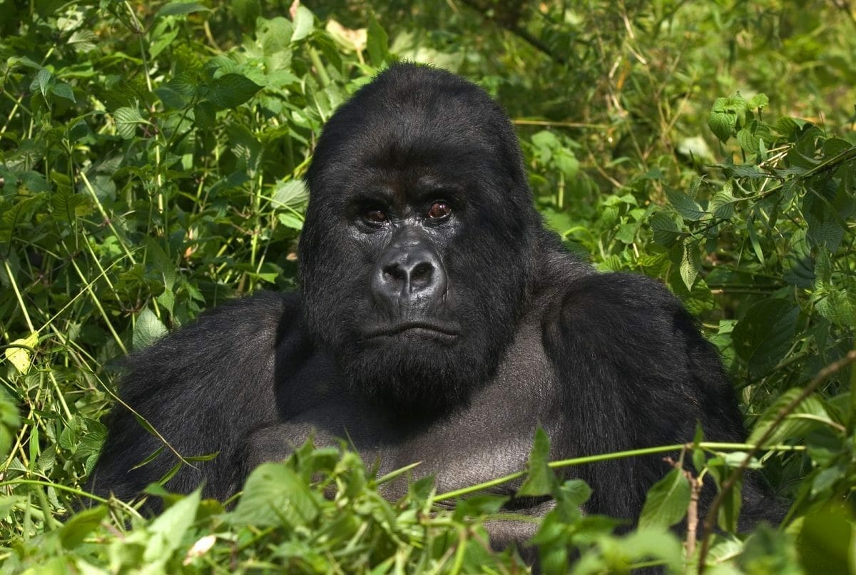 Ruanda: Gorilla Trekking 3 Tage