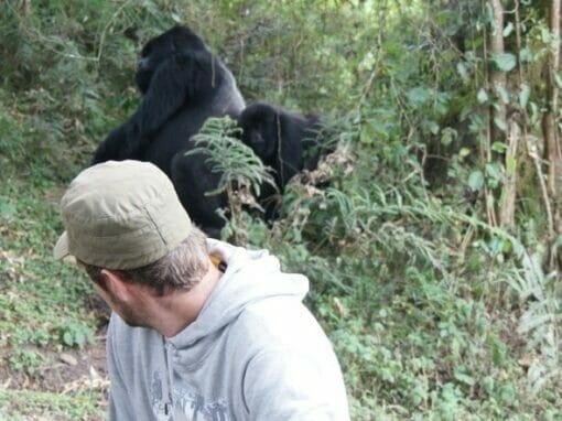 Uganda: Individualreise Uganda Highlights 14 Tage