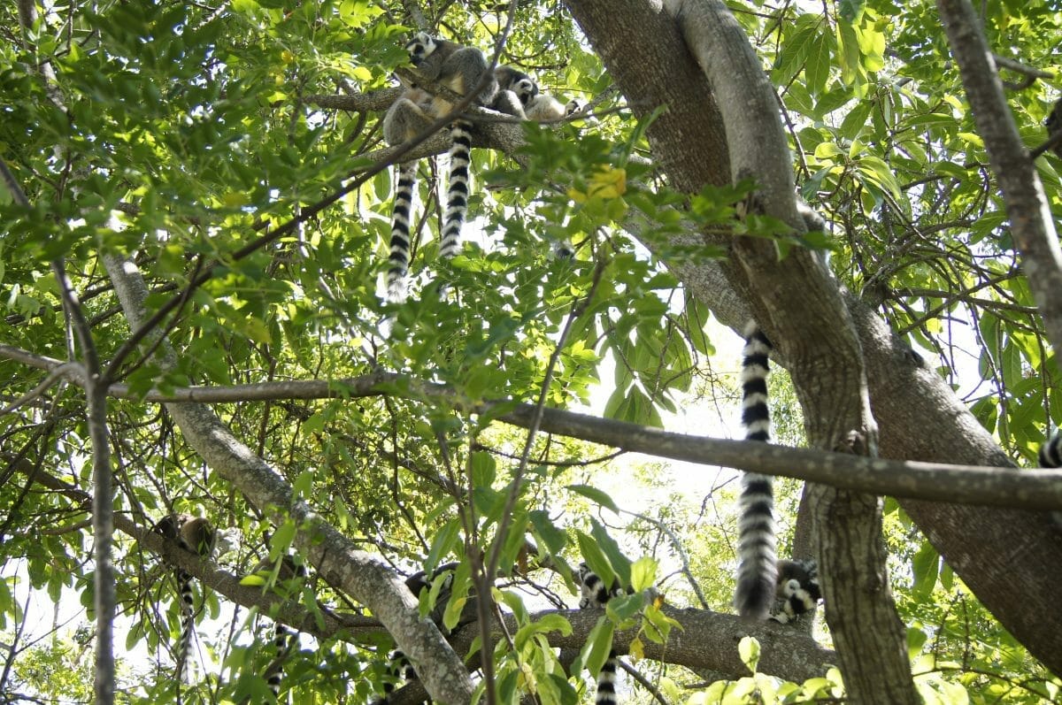 Madagaskar Anja Reserve mit Klüger Reisen
