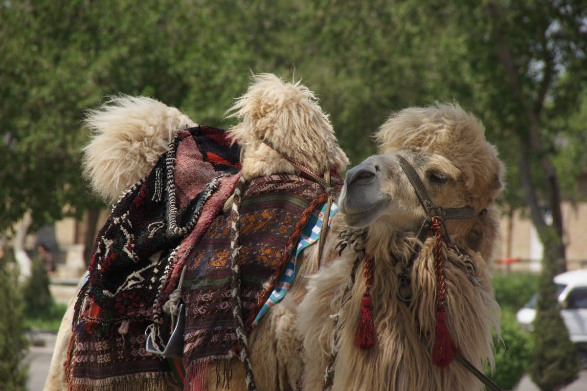 Usbekistan_Buchara_Kamel_Klueger_Reisen Usbekistan_Buchara_Kamel_Klueger_ReisenGeschmücktes Kamel Buchara, Usbekistan
