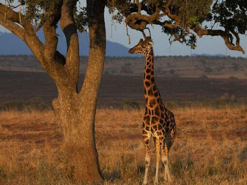 Uganda: Gruppenreise 10 Tage