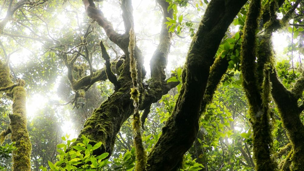 Urwald auf El Hierro entdecken mit Andre und Klüger Reisen Wandern_Urwald_El Hierro_Andre_Schumacher_Klueger_Reisen