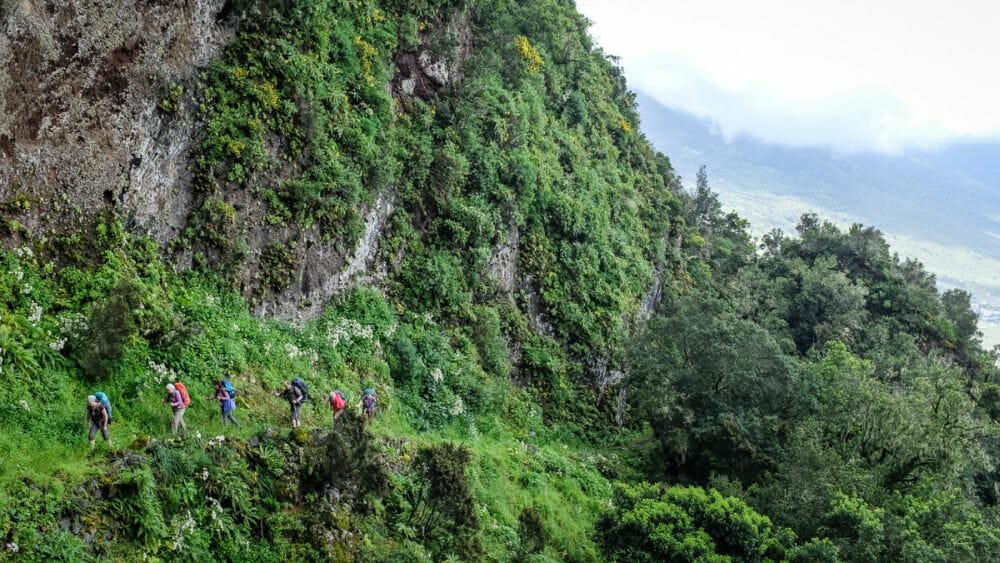 Landschaft_Urwald_El Hierro_Andre_Schumacher_Klueger_Reisen Landschaft_Urwald_El Hierro_Andre_Schumacher_Klueger_Reisen