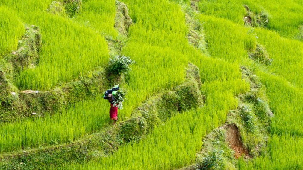 Reisfelder_Nepal_Andre_Schumacher_Klueger_Reisen