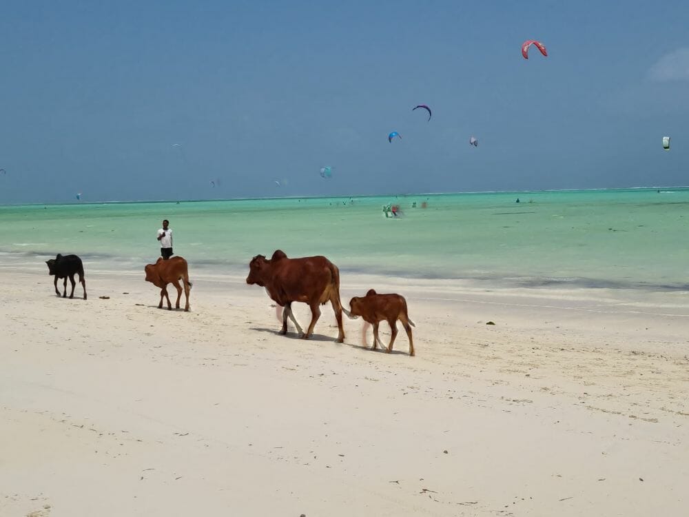 Sansibar_Paje_Beach_Klueger_Reisen Sansibar_Paje_Beach_Klueger_Reisen