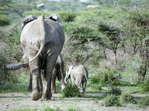Tansania: Privatsafari “Tembo” 5 Tage