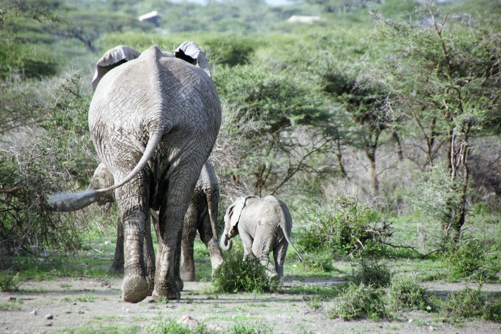 Tansania_Dustin_Safari_Elefant_II_Klueger_Reisen.