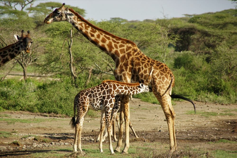 Tansania_Dustin_Safari_Giraffe_I_Klueger_Reisen.