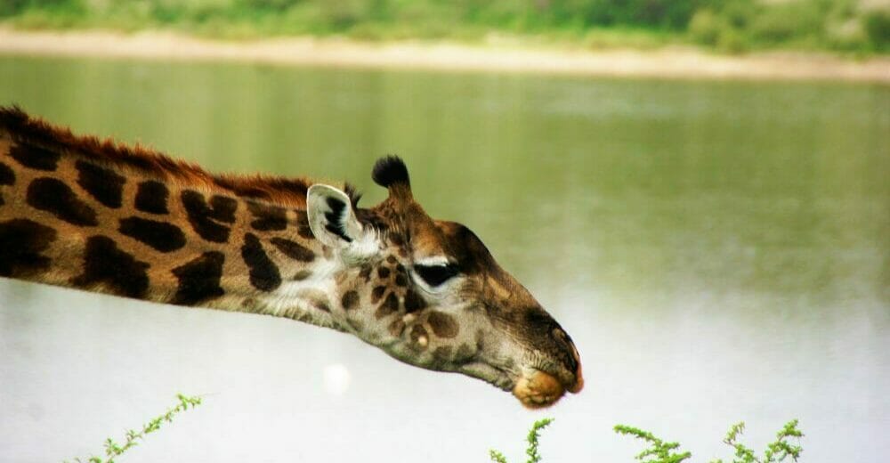 Tansania_Dustin_Safari_Giraffe_Klueger_Reisen Tansania_Dustin_Safari_Giraffe_Klueger_Reisen