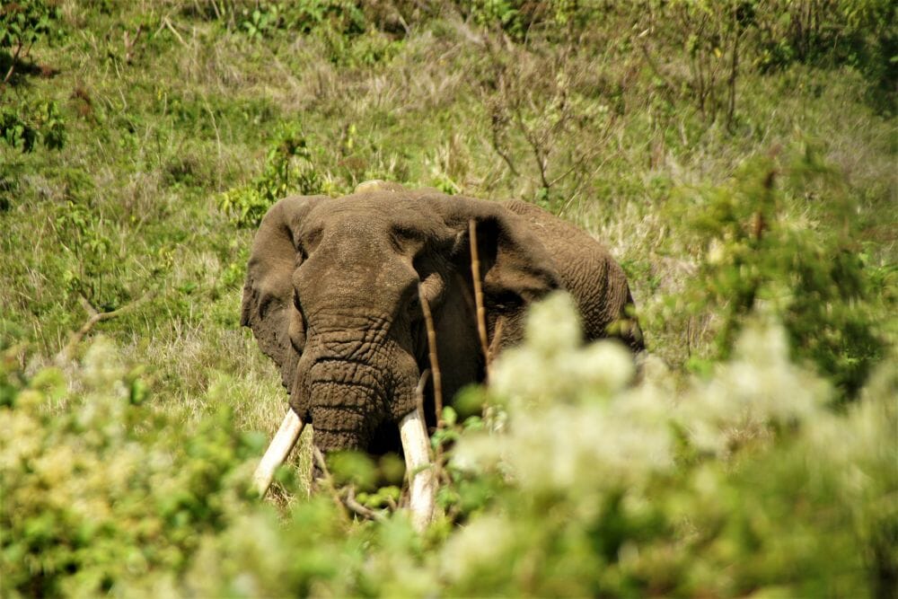 Tansania_Dustin_Safari_I_Klueger_Reise