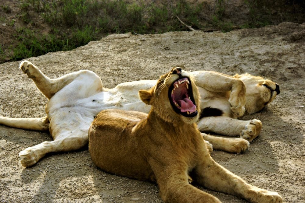 Tansania_Dustin_Safari_Loewe_II_Klueger_Reisen Tansania_Dustin_Safari_Loewe_II_Klueger_Reisen