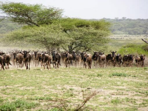 Tansania: Privatsafari “Ndutu” zur Migrationszeit Dezember – März 8 Tage