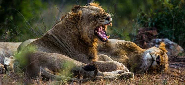 Botswana_Focuswelten_Klueger_Reisen_III Botswana_Focuswelten_Klueger_Reisen_III