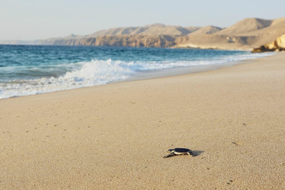 Oman_Schildkröten_bei_Sur_Klueger_Reisen Oman_Schildkröten_bei_Sur_Klueger_Reisen
