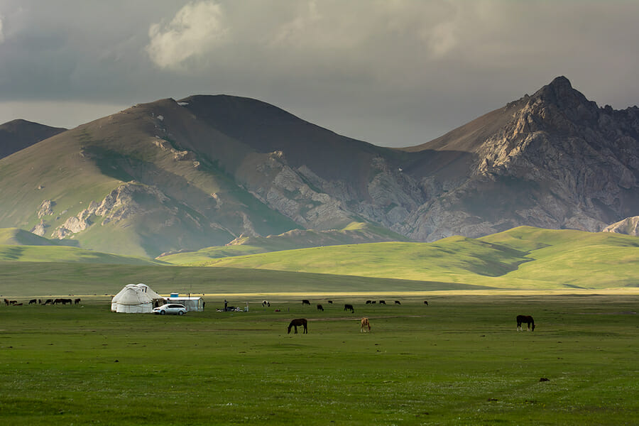Kirgistan_Hochebene_Klueger_Reisent And Cattle On A Pasture Kirgistan_Hochebene_Klueger_Reisen